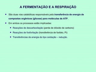 A FERMENTAÇÃO E A RESPIRAÇÃO
São duas vias catabólicas responsáveis pela transferência de energia de
compostos orgânicos (glicose) para moléculas de ATP.
Em ambos os processos estão implicadas:
Reacções de descarboxilação (perda de dióxido de carbono)
Reacções de fosforilação (transferência de fosfato, Pi)
Transferências de energia do tipo oxidação – redução.

 