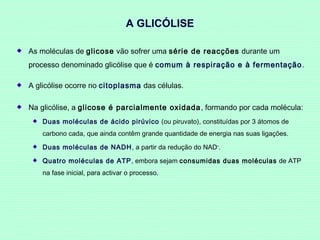 A GLICÓLISE
As moléculas de glicose vão sofrer uma série de reacções durante um
processo denominado glicólise que é comum à respiração e à fermentação .
A glicólise ocorre no citoplasma das células.
Na glicólise, a glicose é parcialmente oxidada , formando por cada molécula:
Duas moléculas de ácido pirúvico (ou piruvato), constituídas por 3 átomos de
carbono cada, que ainda contêm grande quantidade de energia nas suas ligações.
Duas moléculas de NADH, a partir da redução do NAD+.
Quatro moléculas de ATP , embora sejam consumidas duas moléculas de ATP
na fase inicial, para activar o processo.

 