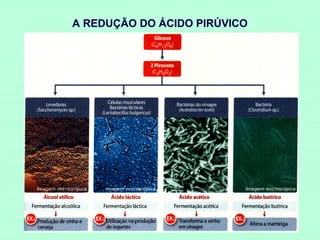 A REDUÇÃO DO ÁCIDO PIRÚVICO

 