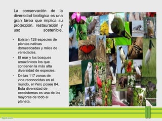 La conservación de la
diversidad biológica es una
gran tarea que implica su
protección, restauración y
uso sostenible.
- Existen 128 especies de
plantas nativas
domesticadas y miles de
variedades.
- El mar y los bosques
amazónicos los que
contienen la más alta
diversidad de especies.
- De las 117 zonas de
vida reconocidas en el
mundo, el Perú posee 84.
Esta diversidad de
ecosistemas es una de las
mayores de todo el
planeta.
 