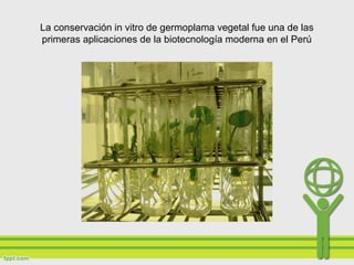 La conservación in vitro de germoplama vegetal fue una de las
primeras aplicaciones de la biotecnología moderna en el Perú
 