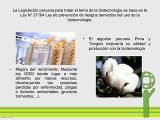 La Legislación peruana para tratar el tema de la biotecnología se basa en la
Ley N° 27104 Ley de prevención de riesgos derivados del uso de la
biotecnología.
• El algodón peruano Pima y
Tangüis mejoraría su calidad y
producción con la biotecnología
• Mejora del rendimiento Mediante
los OGM dando lugar a más
alimento por menos recursos,
disminuyendo las cosechas
perdidas por enfermedad, plagas
o factores ambientales (granizos
tormentas…).
 