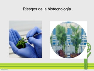 Riesgos de la biotecnología
 