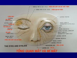 Eye anatomy | PPT
