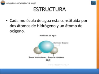 BIOLOGIA I - CIENCIAS DE LA SALUD 
ESTRUCTURA 
• Cada molécula de agua esta constituida por 
dos átomos de Hidrógeno y un átomo de 
oxígeno. 
 