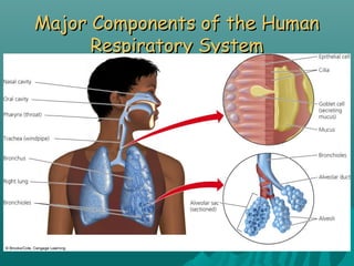 Major Components of the HumanMajor Components of the Human
Respiratory SystemRespiratory System
 
