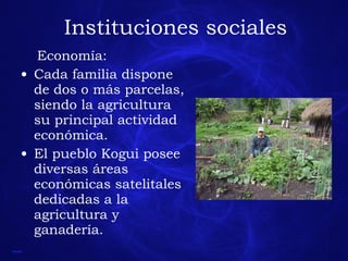 Instituciones sociales Economía: Cada familia dispone de dos o más parcelas, siendo la agricultura su principal actividad económica.  El pueblo Kogui posee diversas áreas económicas satelitales dedicadas a la agricultura y ganadería.   