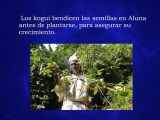 Los kogui bendicen las semillas en Aluna antes de plantarse, para asegurar su crecimiento. 