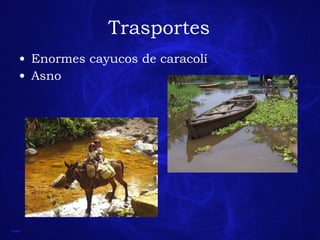 Trasportes Enormes cayucos de caracolí  Asno 