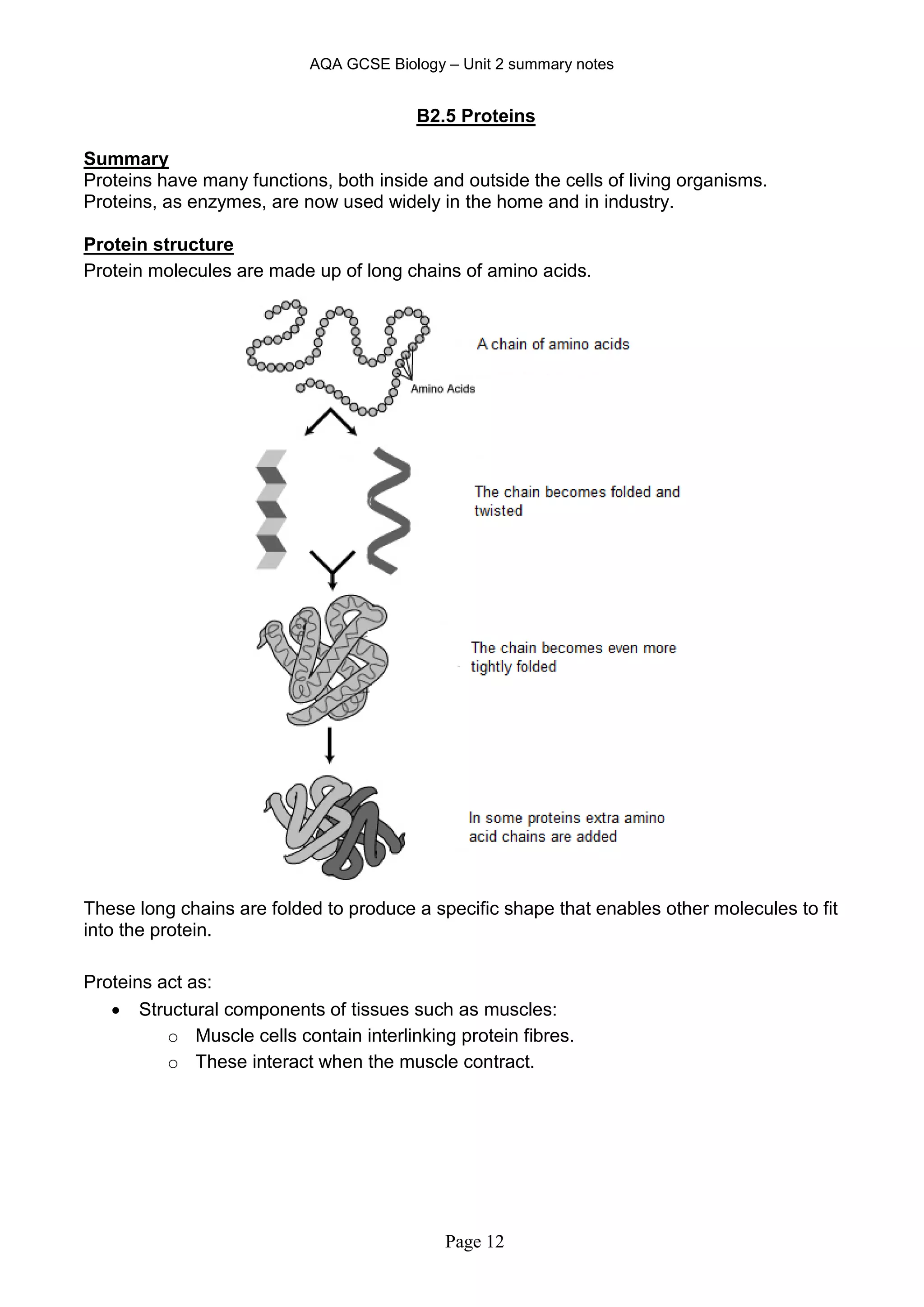 AQA GCSE Biology – Unit 2 summary notes
Page 12
B2.5 Proteins
Summary
Proteins have many functions, both inside and outside the cells of living organisms.
Proteins, as enzymes, are now used widely in the home and in industry.
Protein structure
Protein molecules are made up of long chains of amino acids.
These long chains are folded to produce a specific shape that enables other molecules to fit
into the protein.
Proteins act as:
 Structural components of tissues such as muscles:
o Muscle cells contain interlinking protein fibres.
o These interact when the muscle contract.
 