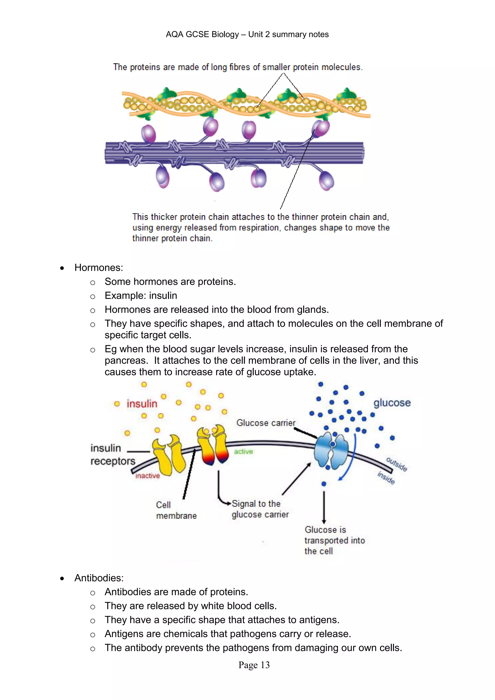 AQA GCSE Biology – Unit 2 summary notes
Page 13
 Hormones:
o Some hormones are proteins.
o Example: insulin
o Hormones are released into the blood from glands.
o They have specific shapes, and attach to molecules on the cell membrane of
specific target cells.
o Eg when the blood sugar levels increase, insulin is released from the
pancreas. It attaches to the cell membrane of cells in the liver, and this
causes them to increase rate of glucose uptake.
 Antibodies:
o Antibodies are made of proteins.
o They are released by white blood cells.
o They have a specific shape that attaches to antigens.
o Antigens are chemicals that pathogens carry or release.
o The antibody prevents the pathogens from damaging our own cells.
 
