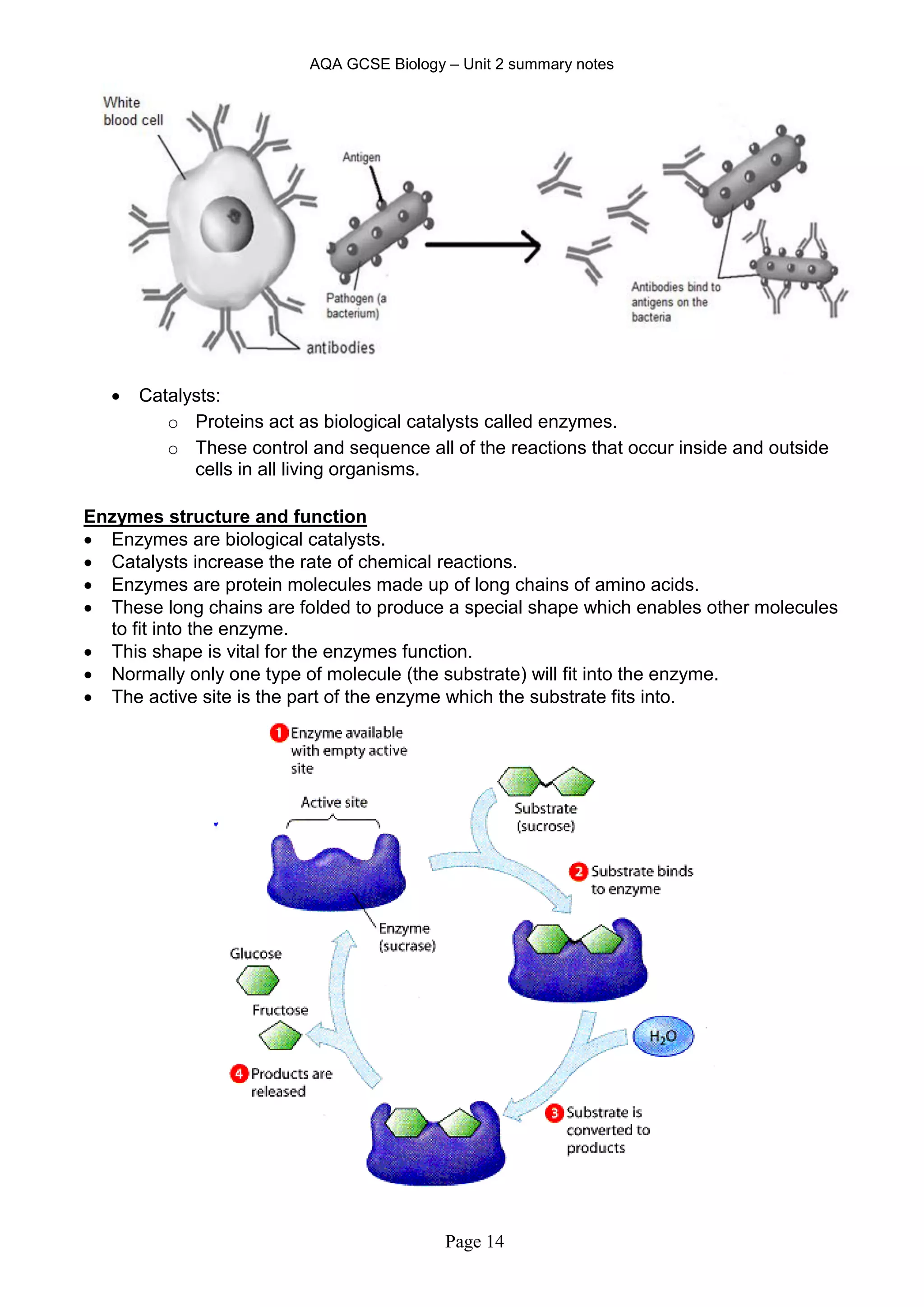 AQA GCSE Biology – Unit 2 summary notes
Page 14
 Catalysts:
o Proteins act as biological catalysts called enzymes.
o These control and sequence all of the reactions that occur inside and outside
cells in all living organisms.
Enzymes structure and function
 Enzymes are biological catalysts.
 Catalysts increase the rate of chemical reactions.
 Enzymes are protein molecules made up of long chains of amino acids.
 These long chains are folded to produce a special shape which enables other molecules
to fit into the enzyme.
 This shape is vital for the enzymes function.
 Normally only one type of molecule (the substrate) will fit into the enzyme.
 The active site is the part of the enzyme which the substrate fits into.
 
