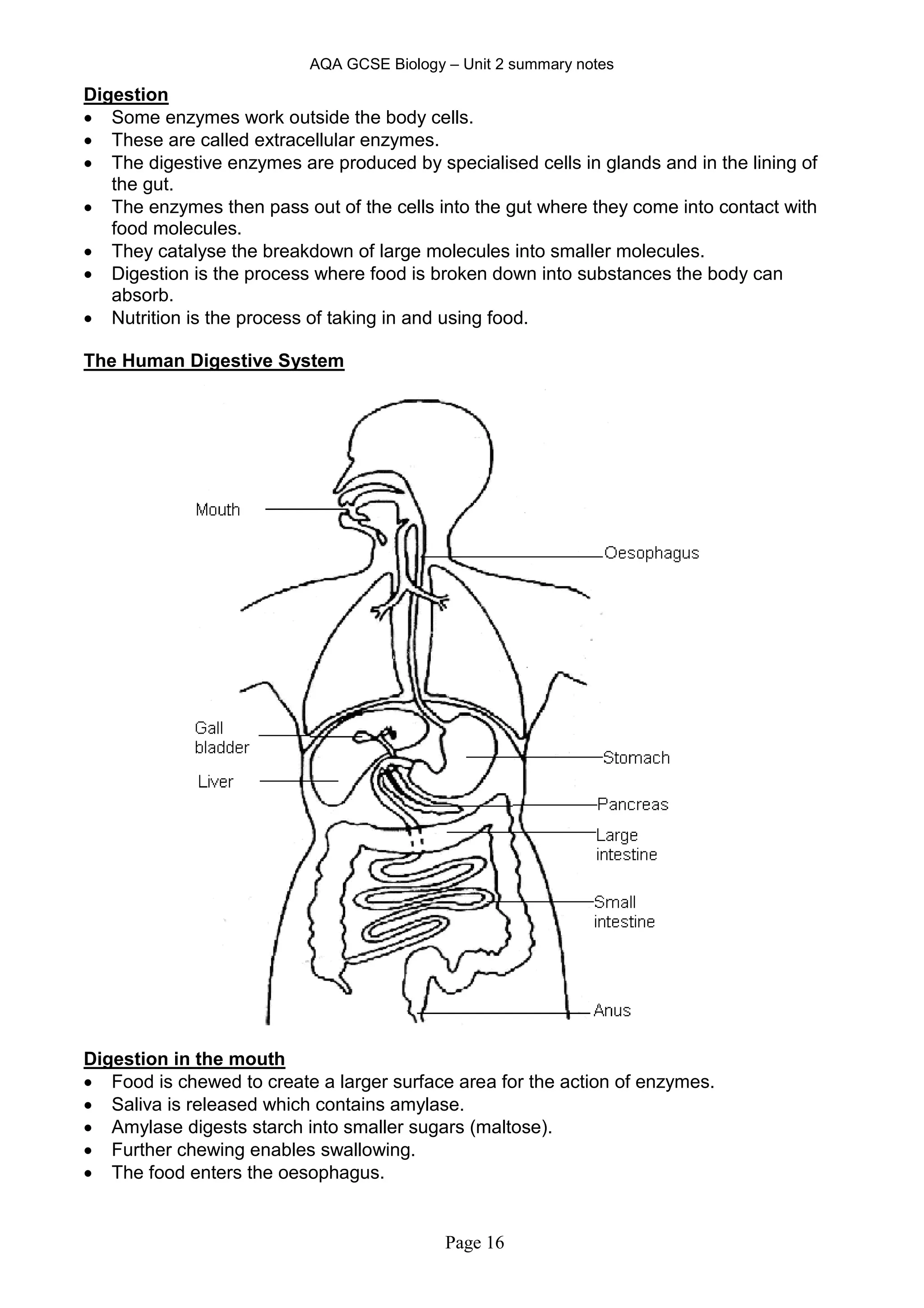 AQA GCSE Biology – Unit 2 summary notes
Page 16
Digestion
 Some enzymes work outside the body cells.
 These are called extracellular enzymes.
 The digestive enzymes are produced by specialised cells in glands and in the lining of
the gut.
 The enzymes then pass out of the cells into the gut where they come into contact with
food molecules.
 They catalyse the breakdown of large molecules into smaller molecules.
 Digestion is the process where food is broken down into substances the body can
absorb.
 Nutrition is the process of taking in and using food.
The Human Digestive System
Digestion in the mouth
 Food is chewed to create a larger surface area for the action of enzymes.
 Saliva is released which contains amylase.
 Amylase digests starch into smaller sugars (maltose).
 Further chewing enables swallowing.
 The food enters the oesophagus.
 
