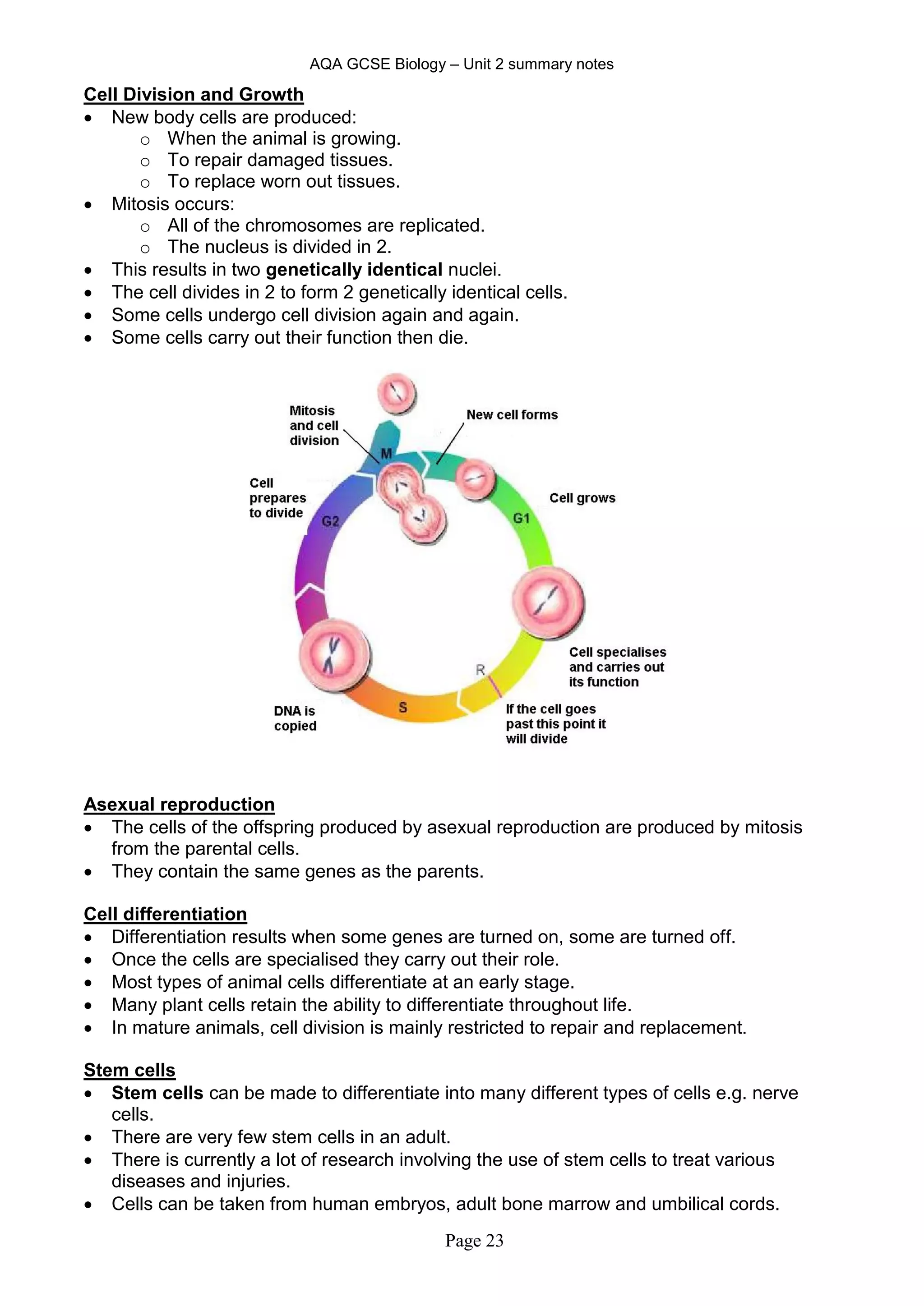 AQA GCSE Biology – Unit 2 summary notes
Page 23
Cell Division and Growth
 New body cells are produced:
o When the animal is growing.
o To repair damaged tissues.
o To replace worn out tissues.
 Mitosis occurs:
o All of the chromosomes are replicated.
o The nucleus is divided in 2.
 This results in two genetically identical nuclei.
 The cell divides in 2 to form 2 genetically identical cells.
 Some cells undergo cell division again and again.
 Some cells carry out their function then die.
Asexual reproduction
 The cells of the offspring produced by asexual reproduction are produced by mitosis
from the parental cells.
 They contain the same genes as the parents.
Cell differentiation
 Differentiation results when some genes are turned on, some are turned off.
 Once the cells are specialised they carry out their role.
 Most types of animal cells differentiate at an early stage.
 Many plant cells retain the ability to differentiate throughout life.
 In mature animals, cell division is mainly restricted to repair and replacement.
Stem cells
 Stem cells can be made to differentiate into many different types of cells e.g. nerve
cells.
 There are very few stem cells in an adult.
 There is currently a lot of research involving the use of stem cells to treat various
diseases and injuries.
 Cells can be taken from human embryos, adult bone marrow and umbilical cords.
 