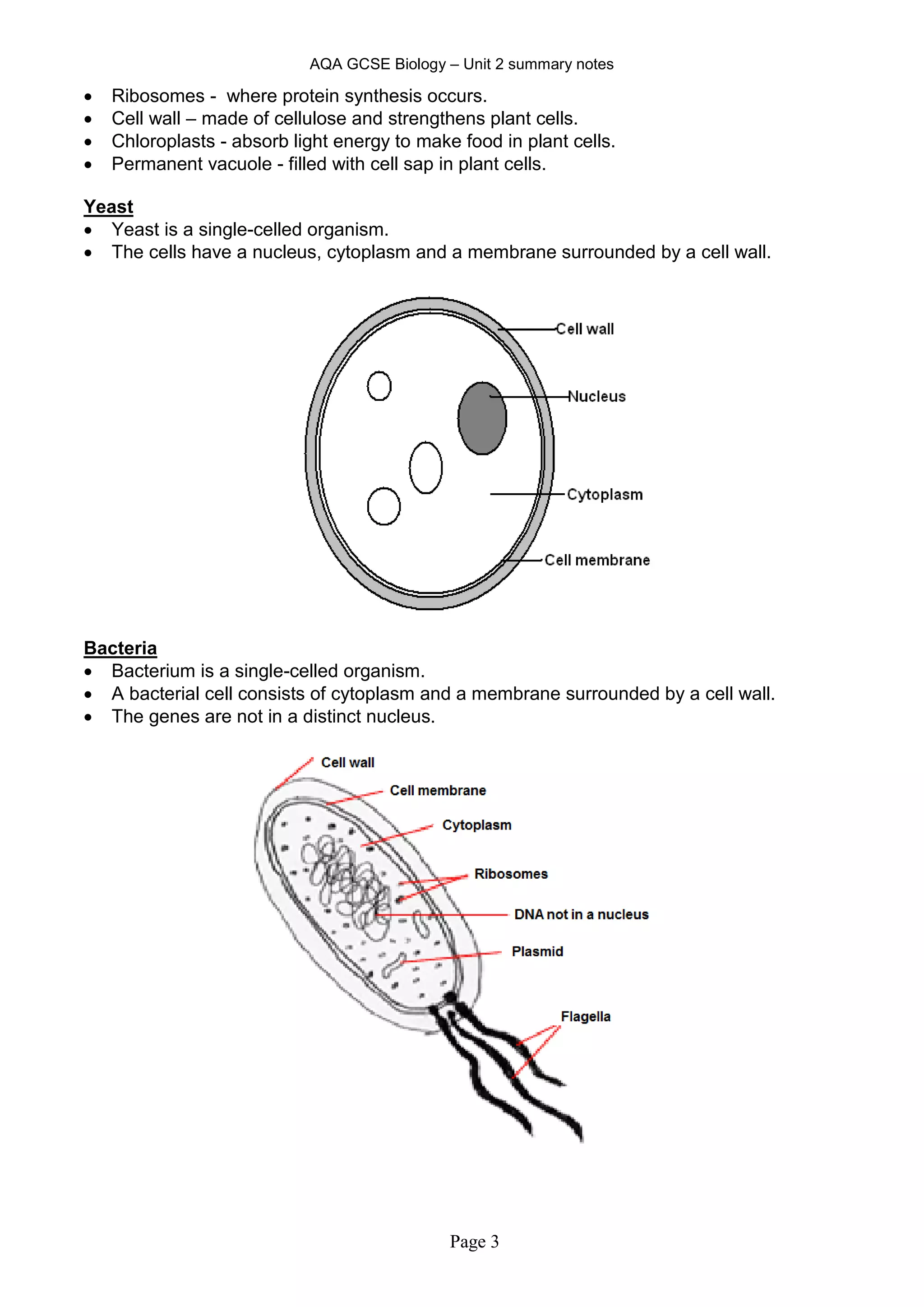 AQA GCSE Biology – Unit 2 summary notes
Page 3
 Ribosomes - where protein synthesis occurs.
 Cell wall – made of cellulose and strengthens plant cells.
 Chloroplasts - absorb light energy to make food in plant cells.
 Permanent vacuole - filled with cell sap in plant cells.
Yeast
 Yeast is a single-celled organism.
 The cells have a nucleus, cytoplasm and a membrane surrounded by a cell wall.
Bacteria
 Bacterium is a single-celled organism.
 A bacterial cell consists of cytoplasm and a membrane surrounded by a cell wall.
 The genes are not in a distinct nucleus.
 