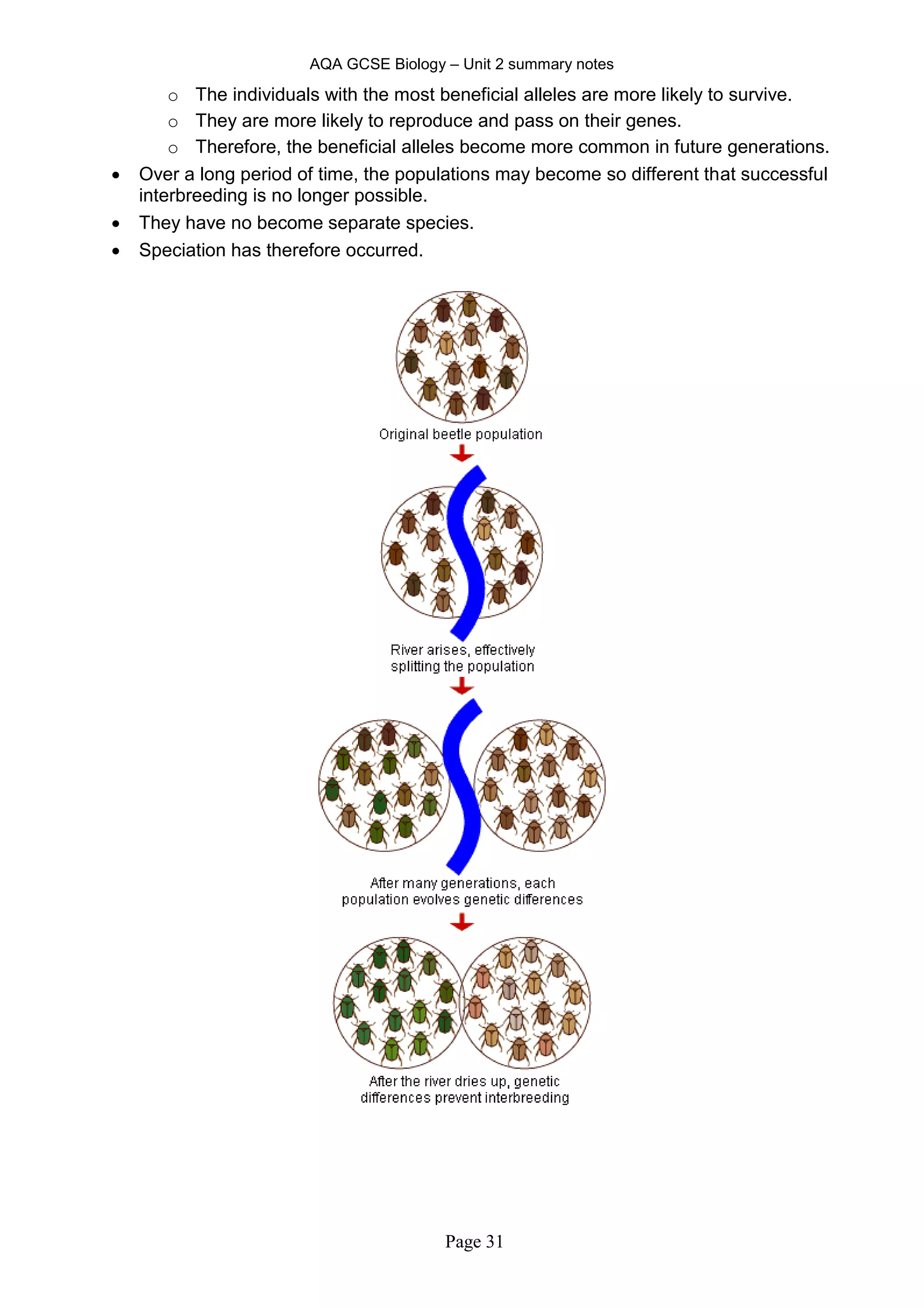 AQA GCSE Biology – Unit 2 summary notes
Page 31
o The individuals with the most beneficial alleles are more likely to survive.
o They are more likely to reproduce and pass on their genes.
o Therefore, the beneficial alleles become more common in future generations.
 Over a long period of time, the populations may become so different that successful
interbreeding is no longer possible.
 They have no become separate species.
 Speciation has therefore occurred.
 