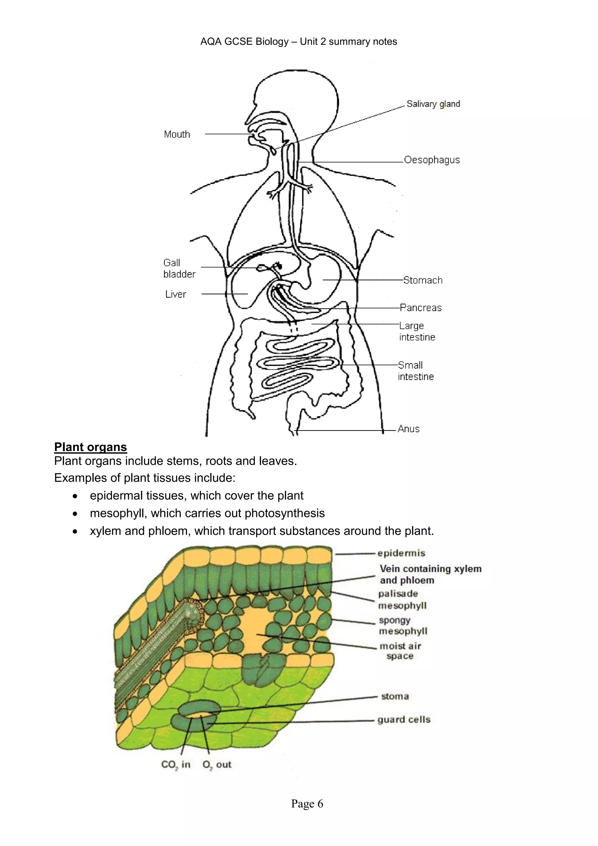 AQA GCSE Biology – Unit 2 summary notes
Page 6
Plant organs
Plant organs include stems, roots and leaves.
Examples of plant tissues include:
 epidermal tissues, which cover the plant
 mesophyll, which carries out photosynthesis
 xylem and phloem, which transport substances around the plant.
 