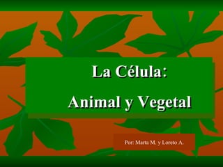 La Célula: Animal y Vegetal Por: Marta M. y Loreto A. 