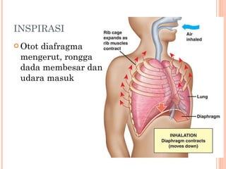 INSPIRASI Otot diafragma mengerut, rongga dada membesar dan udara masuk 