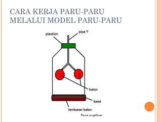 CARA KERJA PARU-PARU MELALUI MODEL PARU-PARU 