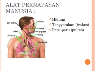 ALAT PERNAPASAN MANUSIA  :  Hidung Tenggorokan (trakea) Paru-paru (pulmo) 