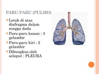 PARU-PARU  (PULMO) Letak di atas diafragma dalam rongga dada Paru-paru kanan : 3 gelambir Paru-paru kiri : 2 gelambir Dibungkus oleh selaput : PLEURA 