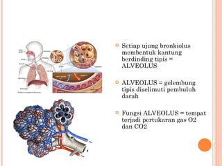 Setiap ujung bronkiolus membentuk kantung berdinding tipis = ALVEOLUS ALVEOLUS = gelembung tipis diselimuti pembuluh darah Fungsi ALVEOLUS = tempat terjadi pertukaran gas O2 dan CO2 