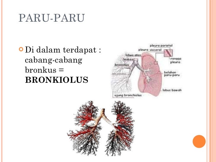 1 alat pernapasan manusia 1 alat pernapasan manusia