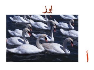 ‫إوز‬

‫أ‬

 