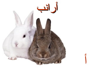 ‫أرانب‬

‫أ‬

 