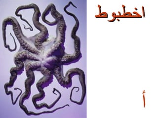 ‫اخطبوط‬

‫أ‬

 