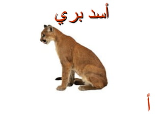 ‫أسد بري‬

‫أ‬

 