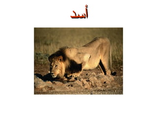 ‫أسد‬

 