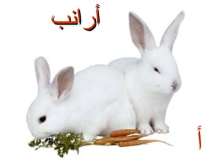 ‫أرانب‬

‫أ‬

 