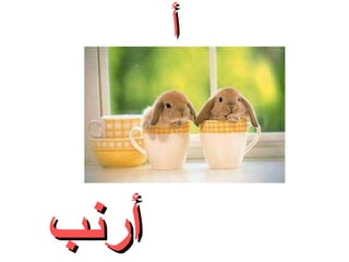 ‫أ‬

‫أرنب‬

 