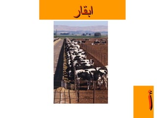 ‫ابقار‬

‫أ‬

 