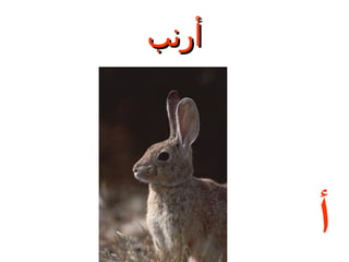 ‫أرنب‬

‫أ‬

 