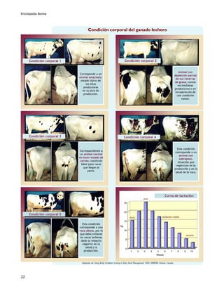 Enciclopedia Bovina




                            Condición corporal del ganado lechero




                      Adaptado de: Using Body Condition Scoring in Dairy Herd Management 1994. OMAFRA, Ontario, Canada.




22
 