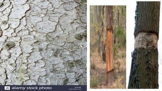 Anatomy of angiosperms: Lenticels and rhytidome