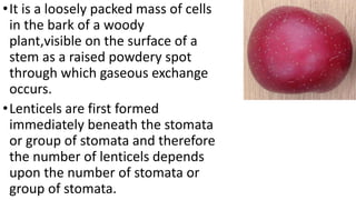 •It is a loosely packed mass of cells
in the bark of a woody
plant,visible on the surface of a
stem as a raised powdery spot
through which gaseous exchange
occurs.
•Lenticels are first formed
immediately beneath the stomata
or group of stomata and therefore
the number of lenticels depends
upon the number of stomata or
group of stomata.
 