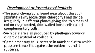 Development or formation of lenticels
•The parenchyma cells found near about the sub-
stomatal cavity loose their chlorophyll and divide
irregularly in different planes giving rise to a mass of
colourless,rounded, thin-walled loose cells called
complementary cells.
•Such cells are also produced by phellogen towards
outerside instead of cork cells.
•Complementary cells increase in number due to which
pressure is exerted against the epidermis and it
ruptures.
 