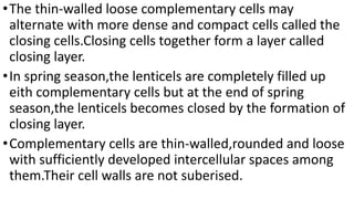 •The thin-walled loose complementary cells may
alternate with more dense and compact cells called the
closing cells.Closing cells together form a layer called
closing layer.
•In spring season,the lenticels are completely filled up
eith complementary cells but at the end of spring
season,the lenticels becomes closed by the formation of
closing layer.
•Complementary cells are thin-walled,rounded and loose
with sufficiently developed intercellular spaces among
them.Their cell walls are not suberised.
 