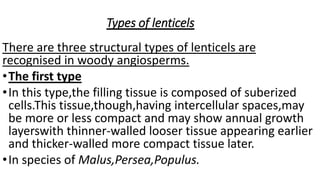 Types of lenticels
There are three structural types of lenticels are
recognised in woody angiosperms.
•The first type
•In this type,the filling tissue is composed of suberized
cells.This tissue,though,having intercellular spaces,may
be more or less compact and may show annual growth
layerswith thinner-walled looser tissue appearing earlier
and thicker-walled more compact tissue later.
•In species of Malus,Persea,Populus.
 