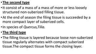 •The second type
•It consist of a mass of a mass of more or less loosely
structured non-suberized filling tissue.
•At the end of season the filing tissue is succeeded by a
more compact layer of suberized cells.
•In species of Quercus,Tilia.
•The third type
•The filling tissue is layered because loose non-suberized
tissue regularly alternates with compact suberized
tissue.The compact tissue forms the closing layer.
 