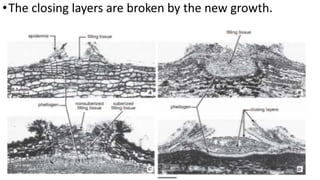 •The closing layers are broken by the new growth.
 