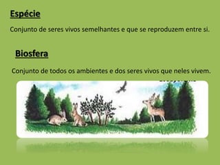 Espécie 
Conjunto de seres vivos semelhantes e que se reproduzem entre si. 
Biosfera 
Conjunto de todos os ambientes e dos seres vivos que neles vivem. 
 