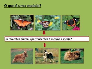 O que é uma espécie? 
Serão estes animais pertencentes à mesma espécie? 
 