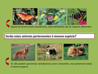 Apesar de serem muito semelhantes, estas borboletas são de espécies diferentes. 
Serão estes animais pertencentes à mesma espécie? 
Os cães podem apresentar variadíssimas cores e tamanhos, mas pertencem todos 
à mesma espécie. 
 