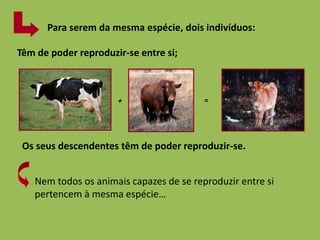 Para serem da mesma espécie, dois indivíduos: 
Têm de poder reproduzir-se entre si; 
+ = 
Os seus descendentes têm de poder reproduzir-se. 
Nem todos os animais capazes de se reproduzir entre si 
pertencem à mesma espécie… 
 