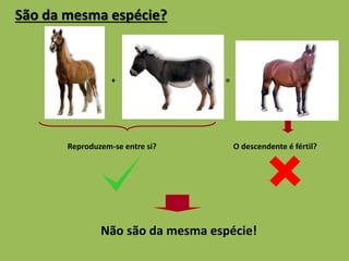 São da mesma espécie? 
+ = 
Reproduzem-se entre si? O descendente é fértil? 
Não são da mesma espécie! 
 